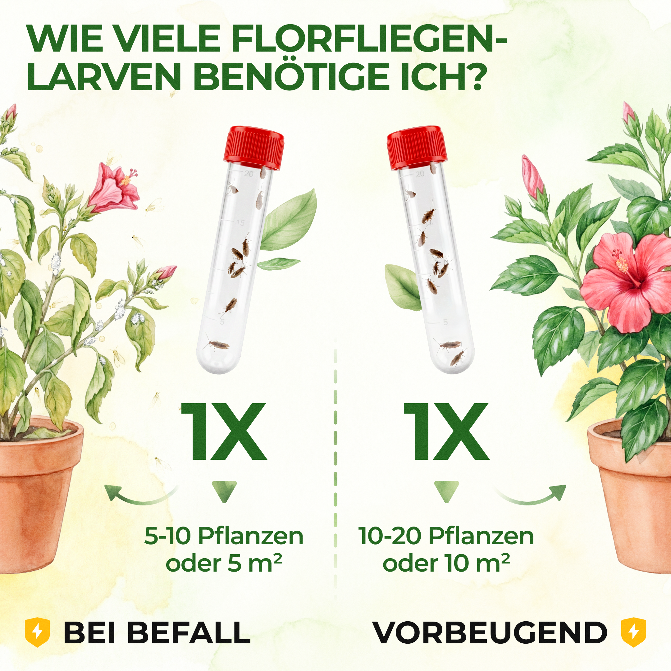 Grüne Florfliegenlarven gegen Blattläuse, Thripse, Spinnmilben und Co.