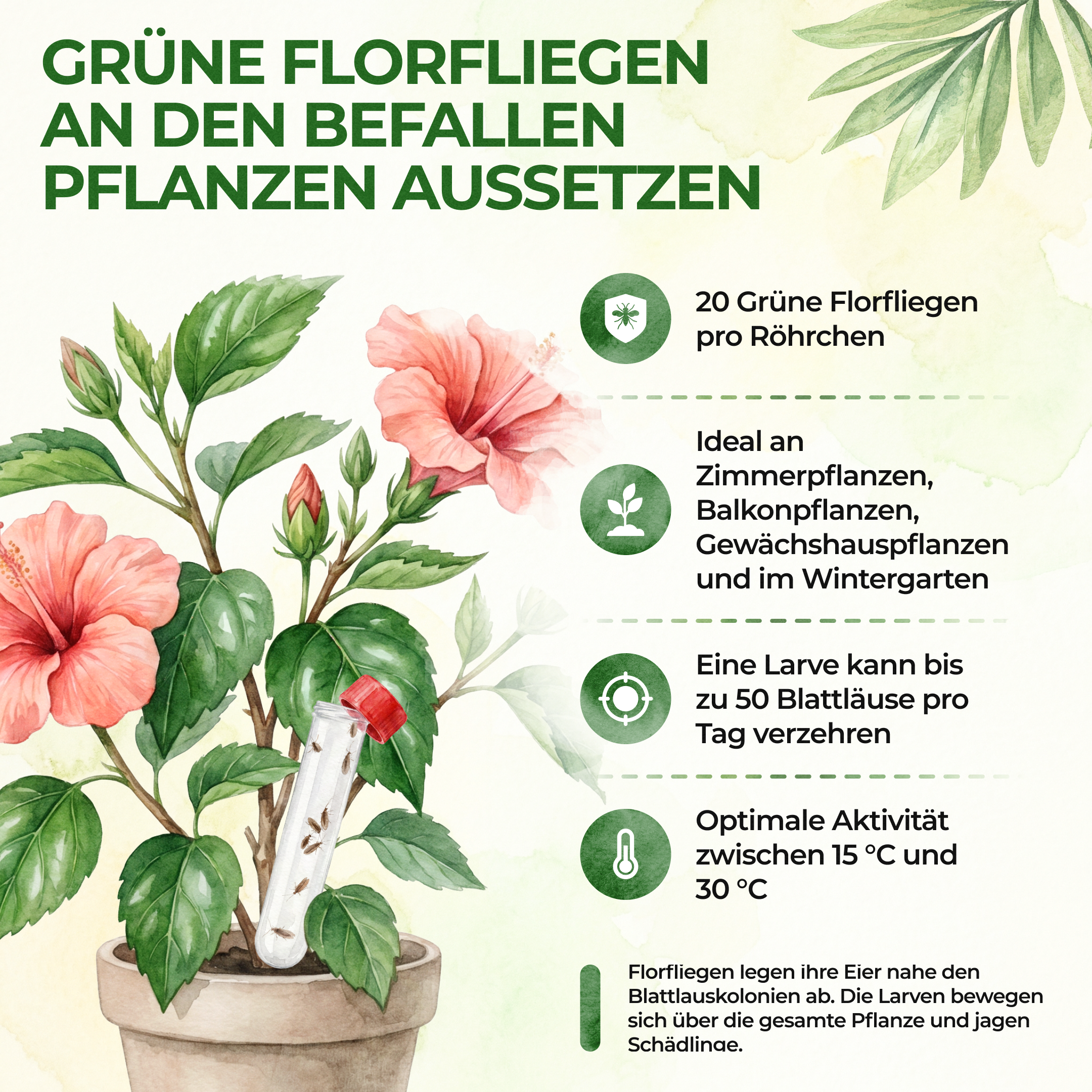 Grüne Florfliegenlarven gegen Blattläuse, Thripse, Spinnmilben und Co.