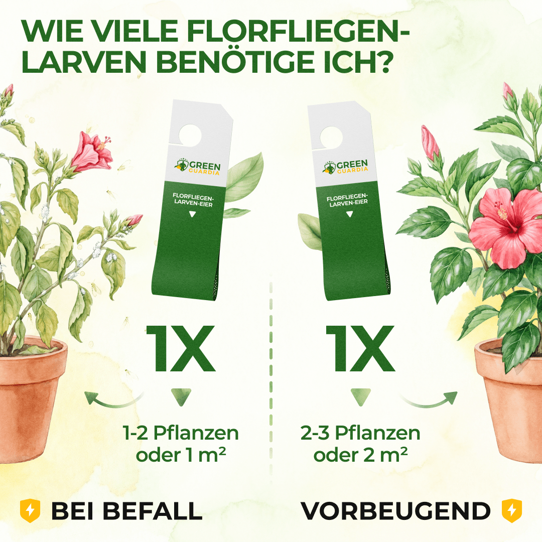 Florfliegenlarven - Eier gegen Blattläuse, Wollläuse - Green Guardia - Ihr Experte für Schädlinge und Pflanzen