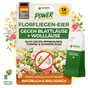 Florfliegenlarven - Eier gegen Blattläuse, Wollläuse - Green Guardia - Ihr Experte für Schädlinge und Pflanzen