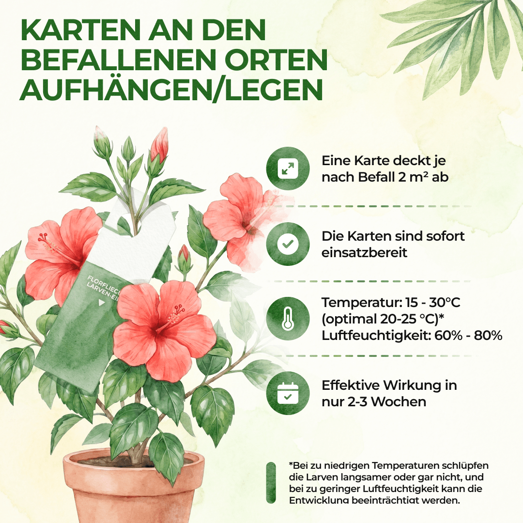 Florfliegenlarven - Eier gegen Blattläuse, Wollläuse - Green Guardia - Ihr Experte für Schädlinge und Pflanzen