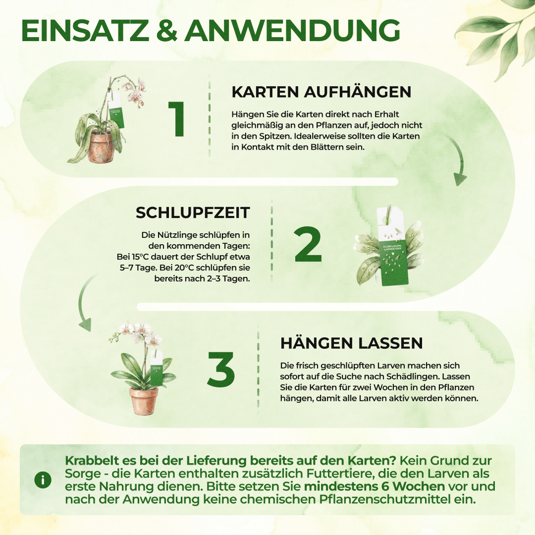 Florfliegenlarven - Eier gegen Blattläuse, Wollläuse - Green Guardia - Ihr Experte für Schädlinge und Pflanzen