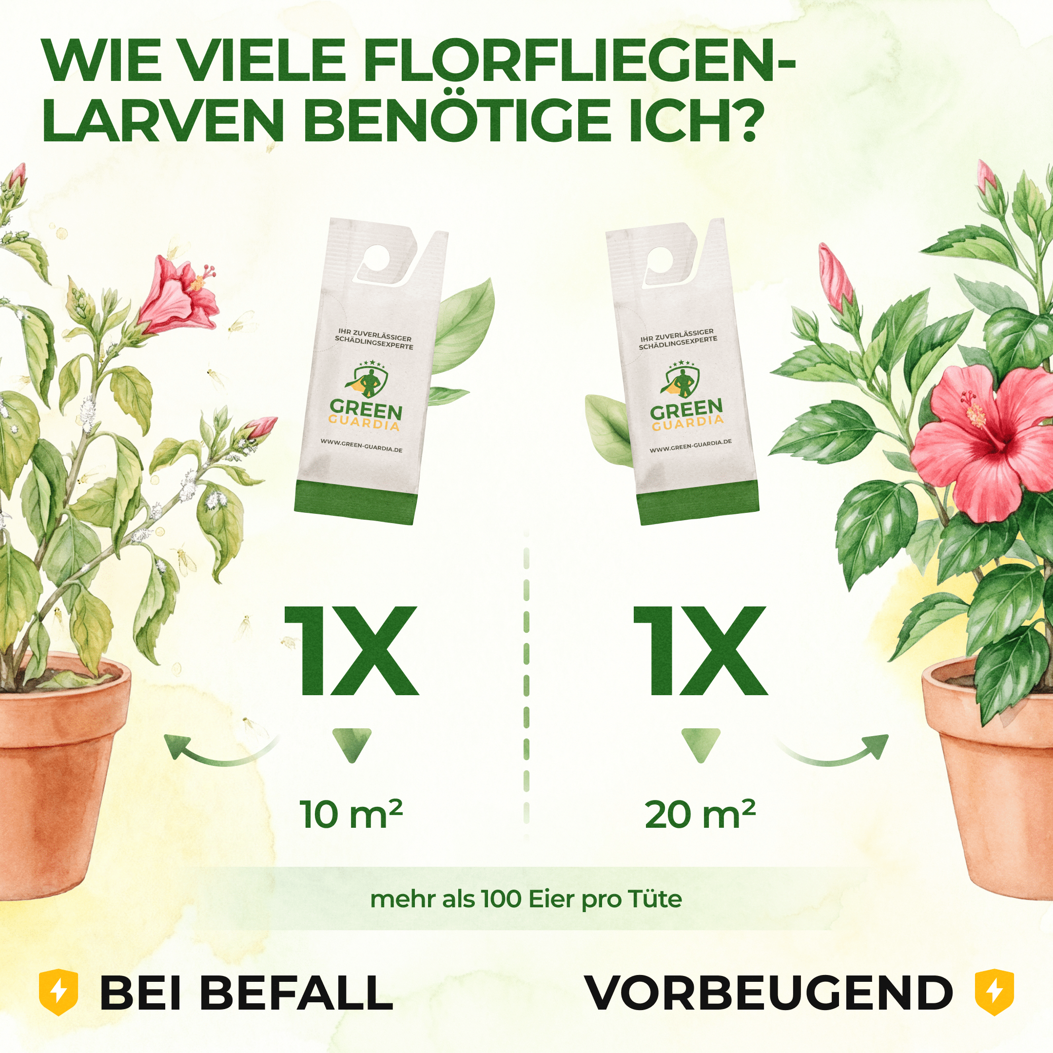 Florfliegenlarven - Eier gegen Blattläuse, Wollläuse - Green Guardia - Ihr Experte für Schädlinge und Pflanzen