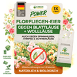 Florfliegenlarven-Eier gegen Blattläuse, Wollläuse