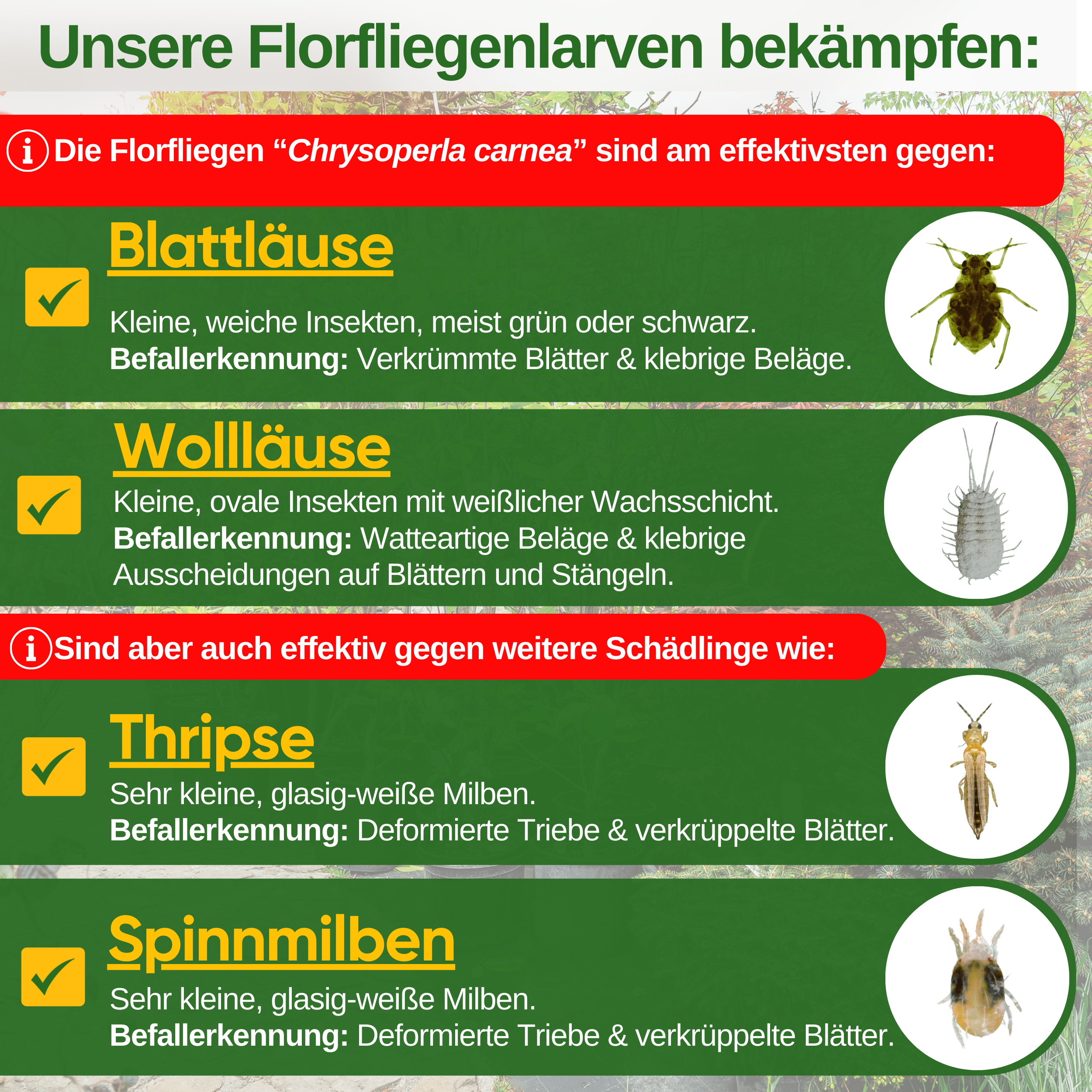 Florfliegenlarven - Eier gegen Blattläuse, Wollläuse zum Aufhängen oder Streuen - Green Guardia - Ihr Experte für Schädlinge und Pflanzen