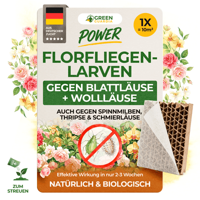 Florfliegenlarven gegen Blattläuse und Wollläuse - Green Guardia - Ihr Experte für Schädlinge und Pflanzen