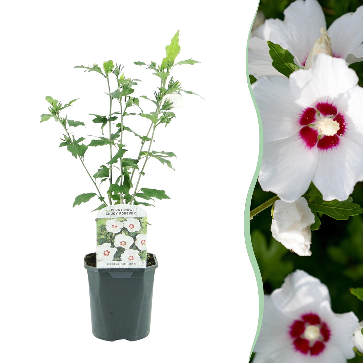 Gartenhibiskus 'Red Heart' – Laubabwerfend, weiße Blüte mit rotem Auge