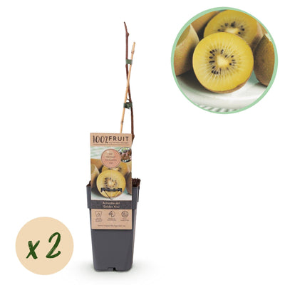 Gelbe Kiwi „Golden Kiwi“ (Actinidia deliciosa), 2 Pflanzen, 50 cm hoch - Green Guardia - Ihr Experte für Schädlinge und Pflanzen