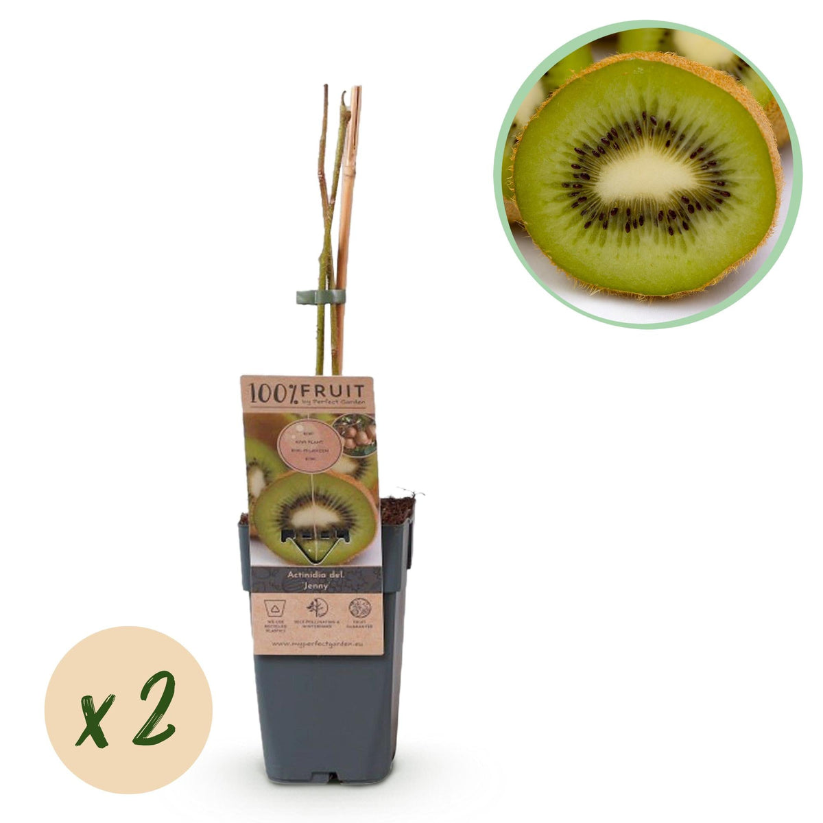 Grüne Kiwi „Jenny“ – Actinidia deliciosa, 2 Pflanzen im 15 cm-Topf (Hö