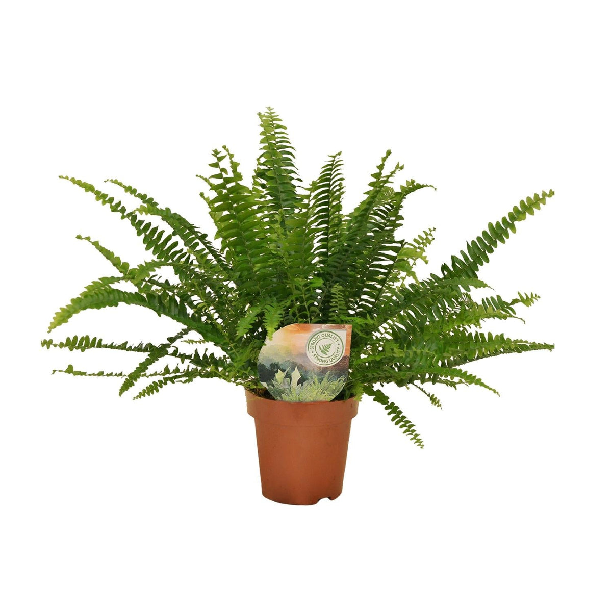 Grüner Farn „Green Lady“ (Nephrolepis) – 30–80 cm