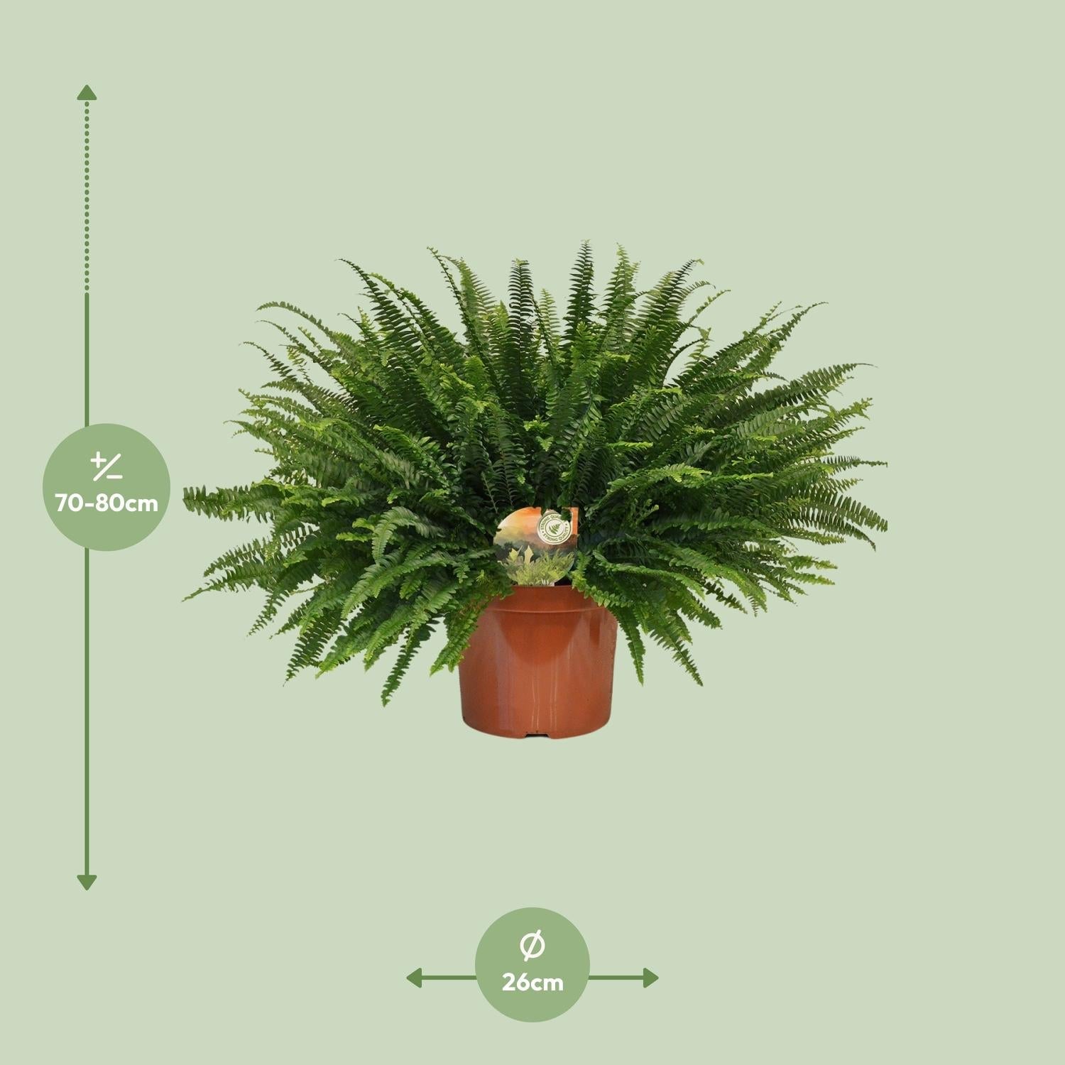 Grüner Farn „Zelená dáma“ (Nephrolepis) – 30–80 cm - Ø26cm