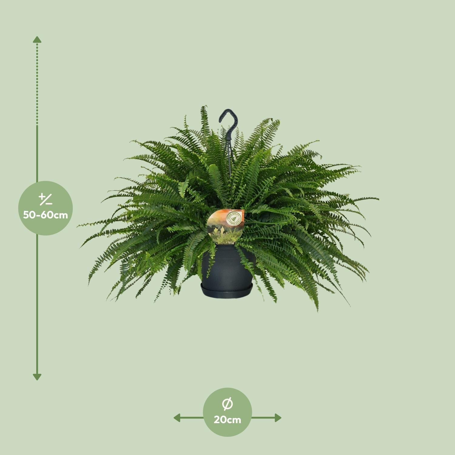 Grüner Farn „Zelená dáma“ (Nephrolepis) – 30–80 cm - Ø20cm