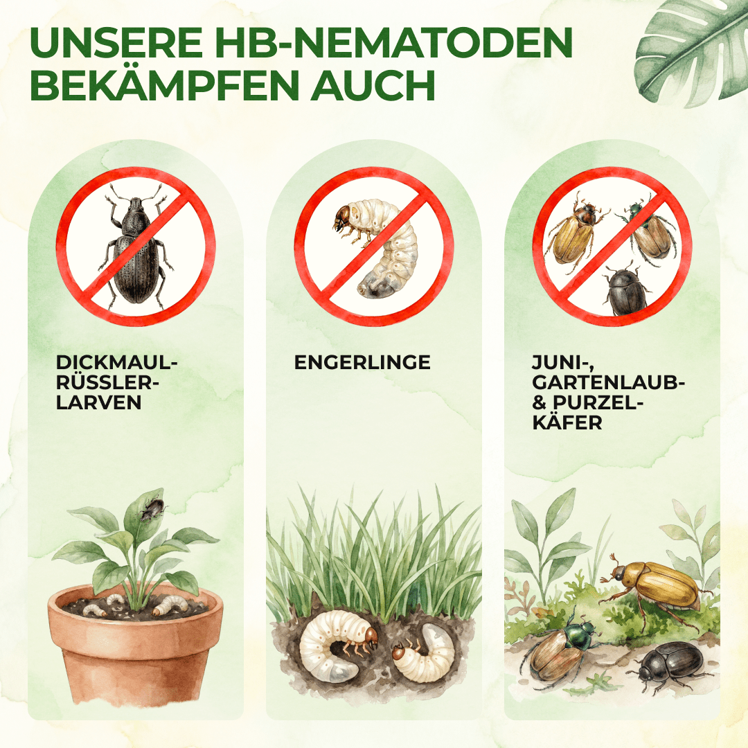 wie lange kann man nematoden im kühlschrank aufbewahren Hb hlístice proti nosatcům a larvám révy černé