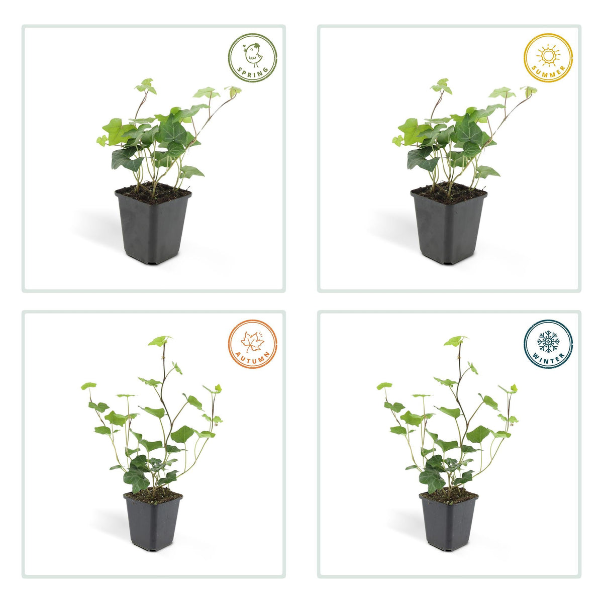 Hedera hibernica – Irischer Efeu, 9 cm Topf, 10–25 cm Höhe