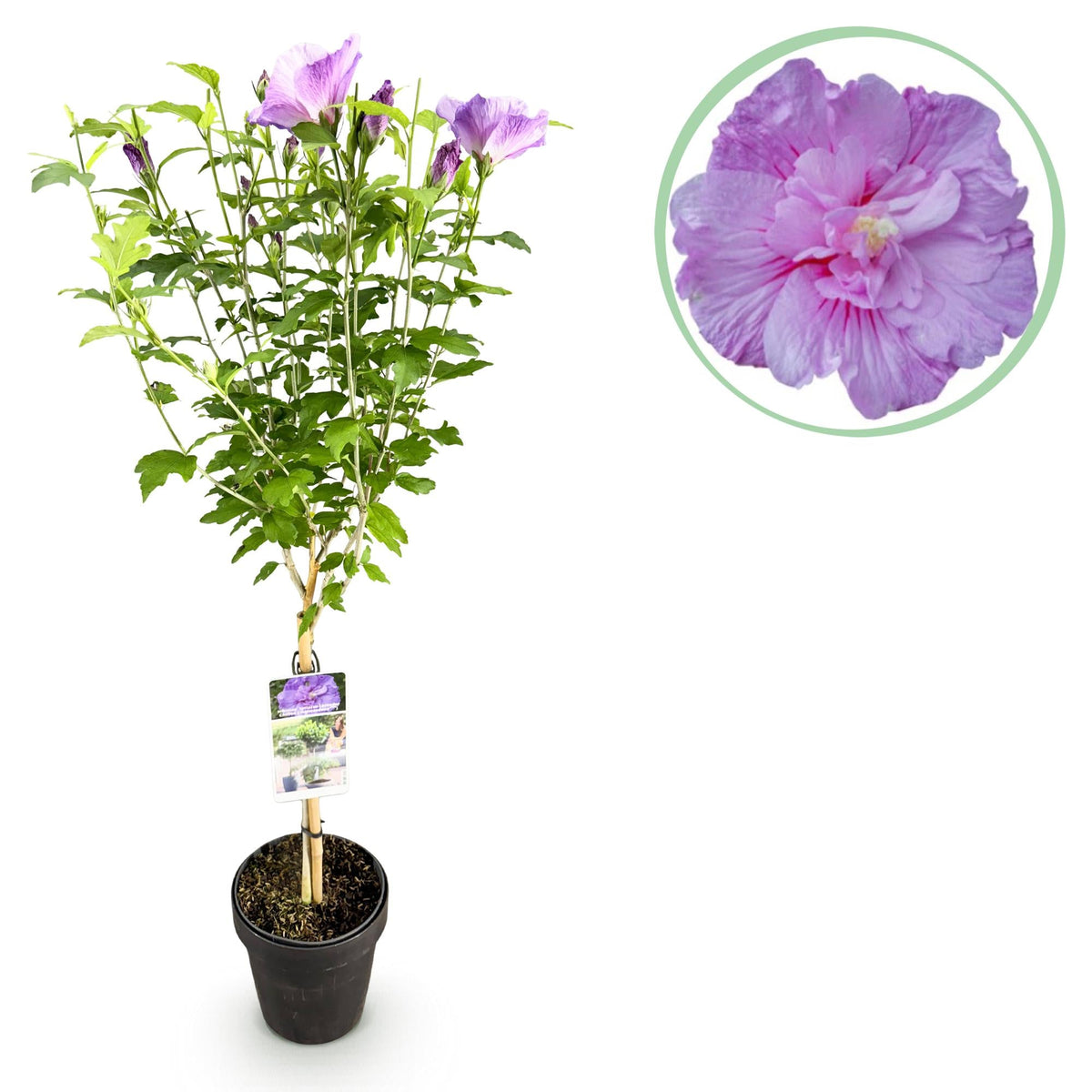 hibiskus topfpflanze Hibiskus-Stamm 'Lavender Chiffon'® – winterharte Terrassenpflanze, 19