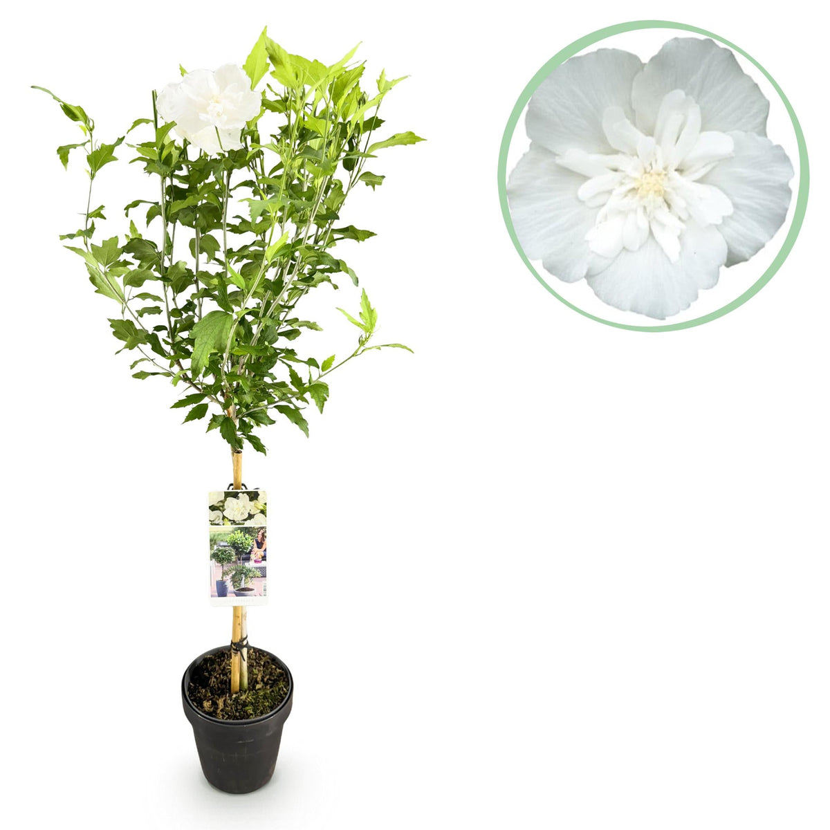 Hibiskus-Stammpflanze 'White Chiffon'® – winterhart, weiße Blüte, 19 c