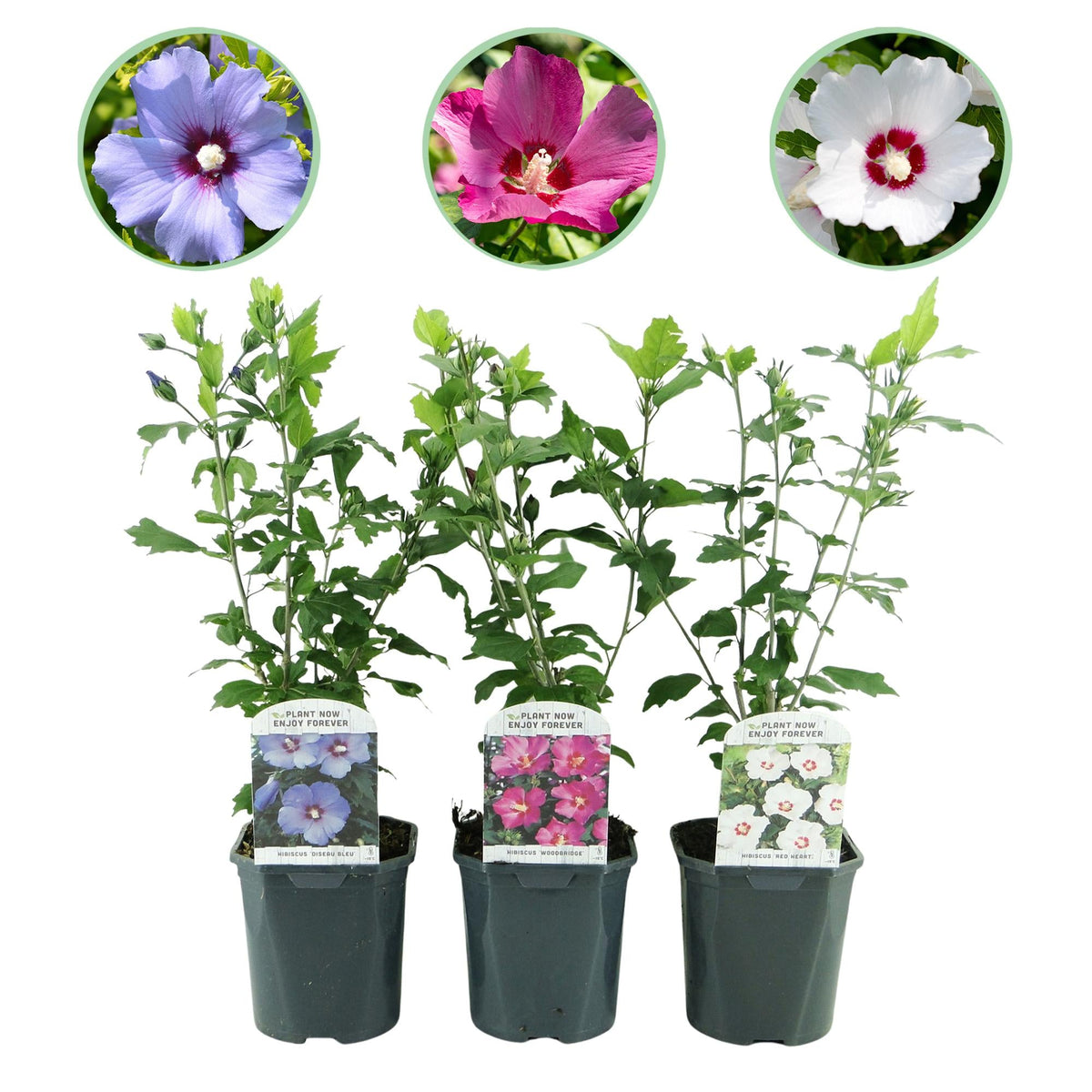 hibiskus als topfpflanze Hibiskus Tricolour – dreifarbige Blüten, 3 Pflanzen im 17-cm-Topf, 45