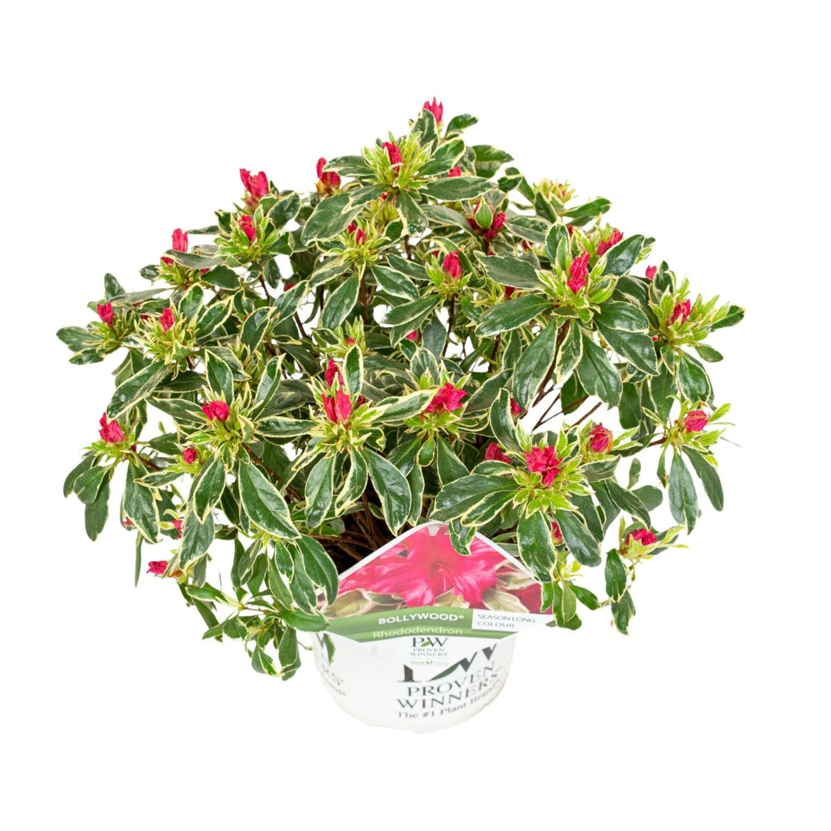 hododendron 'Bollywood' – immergrün, 19 cm Topf, 30 cm Höhe