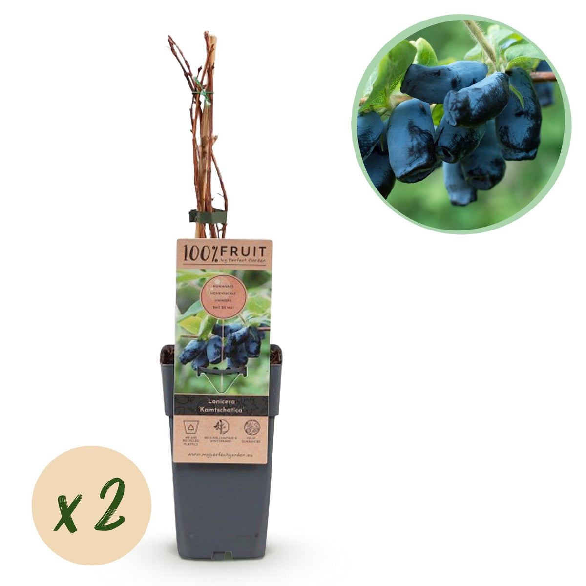 Honigbeere (Lonicera caerulea 'Kamchatika') – 2 Pflanzen, 15 cm Topf,
