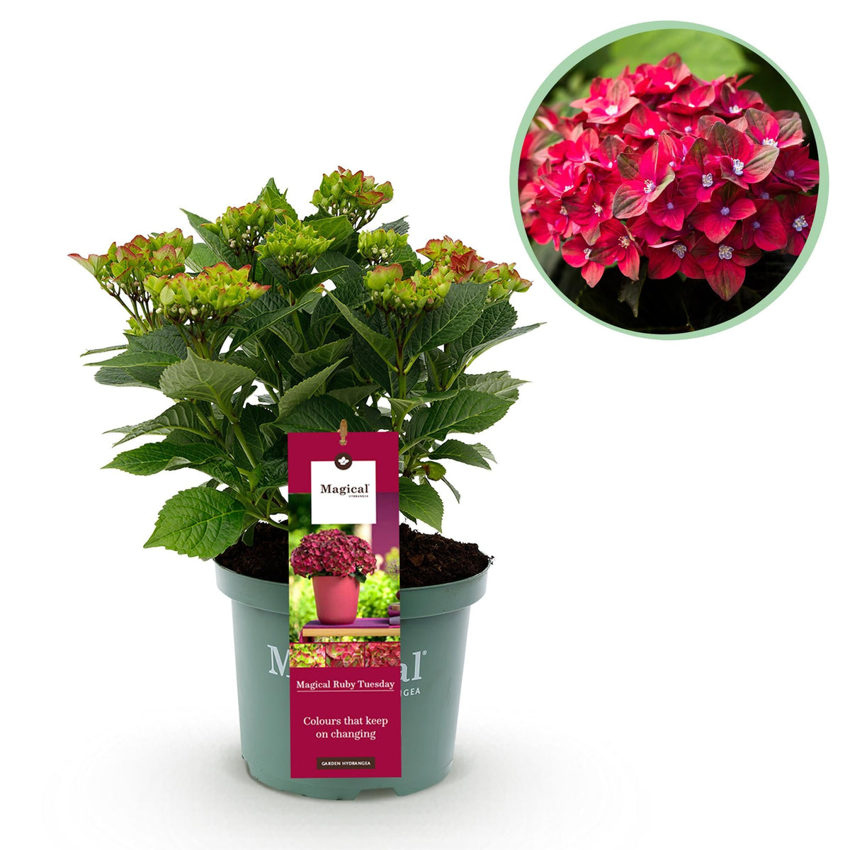 Hortensie Magical Tuesday & Sapphire  rot, 610 Blten, 23 cm Topf, 5