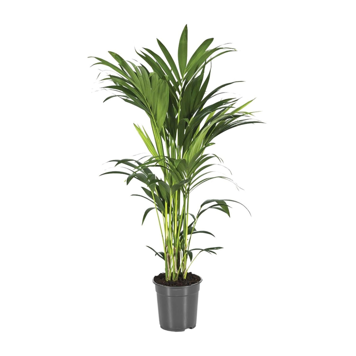 Howea forsteriana – Kentia-Palme – verschiedene Größen – ab 21 cm Topf