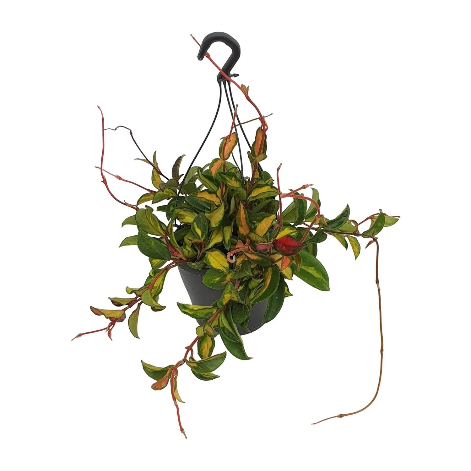 Hoya Carnosa ‘Tricolor’ – Wachsblume - 19 cm Topf, 20 cm hoch - Green Guardia - Ihr Experte für Schädlinge und Pflanzen