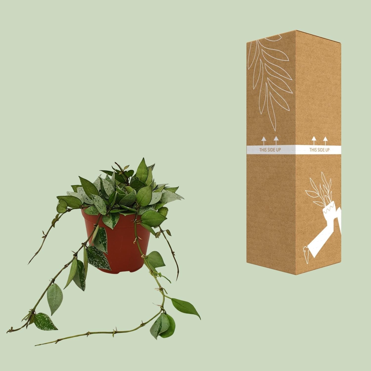 Hoya Krohniana ‘Eskimo’ – Wachsblume - 12 cm Topf, 15 cm hoch - Green Guardia - Ihr Experte für Schädlinge und Pflanzen