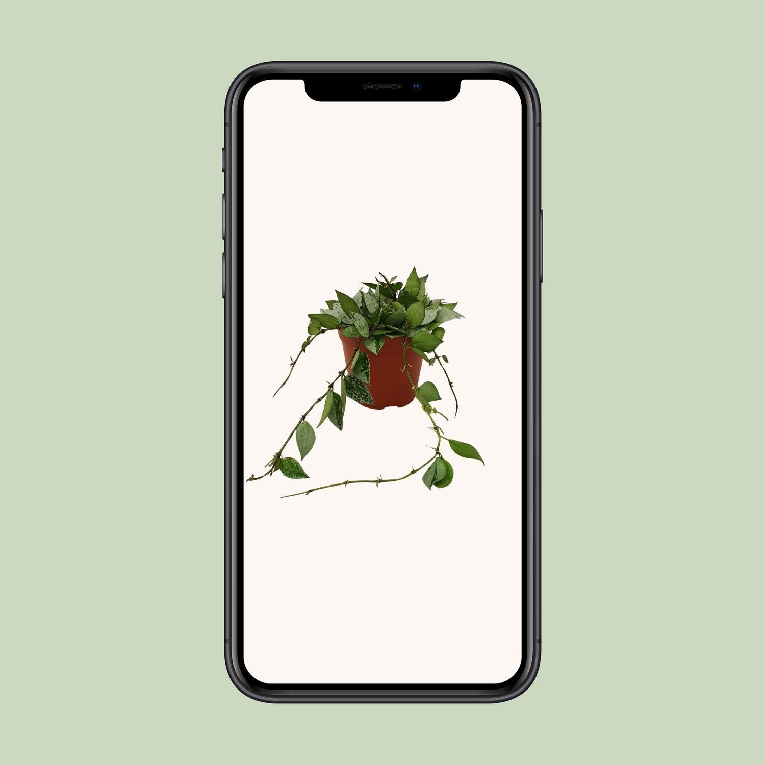 Hoya Krohniana ‘Eskimo’ – Wachsblume - 12 cm Topf, 15 cm hoch - Green Guardia - Ihr Experte für Schädlinge und Pflanzen