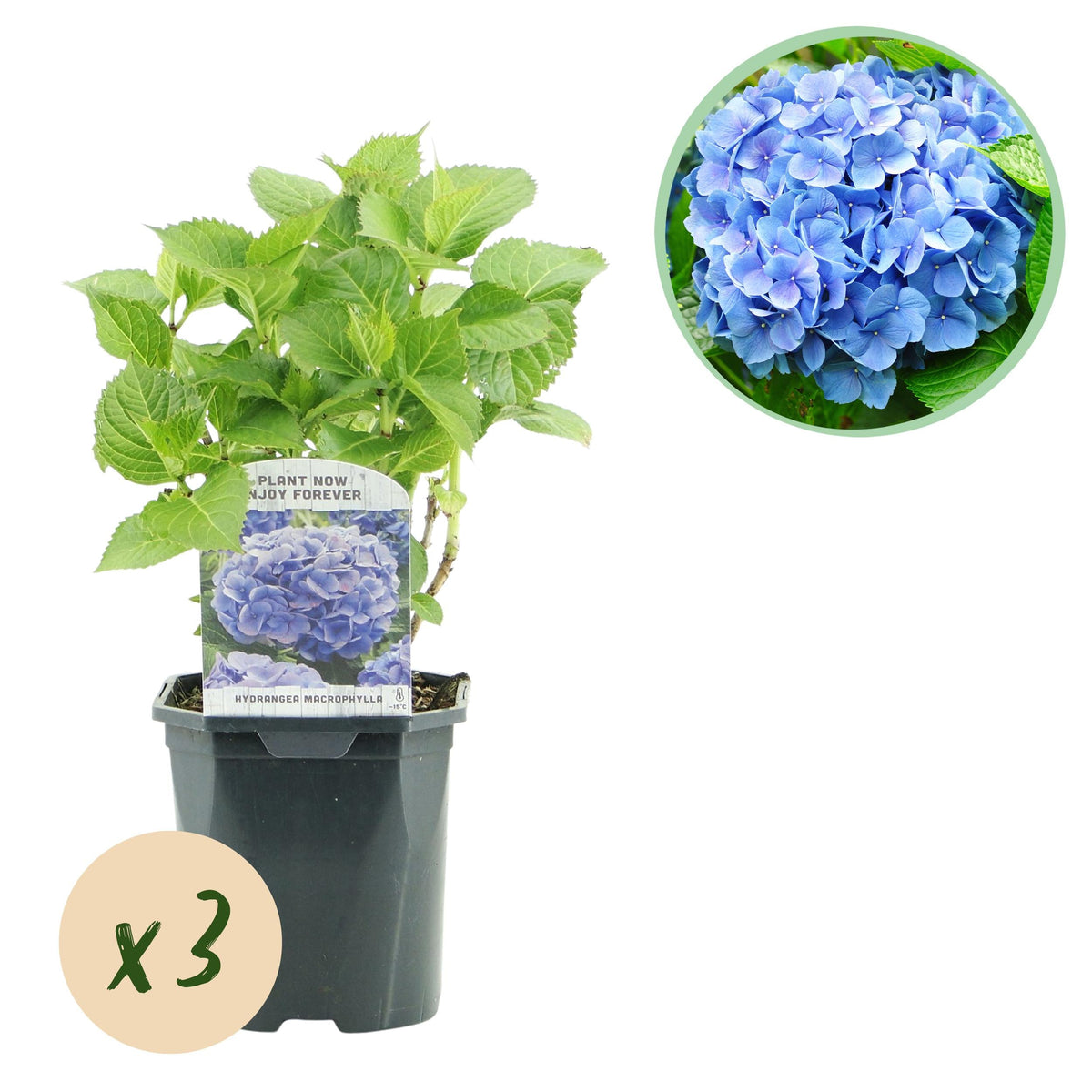Hydrangea macrophylla – robuste Hortensie in mehreren Farben