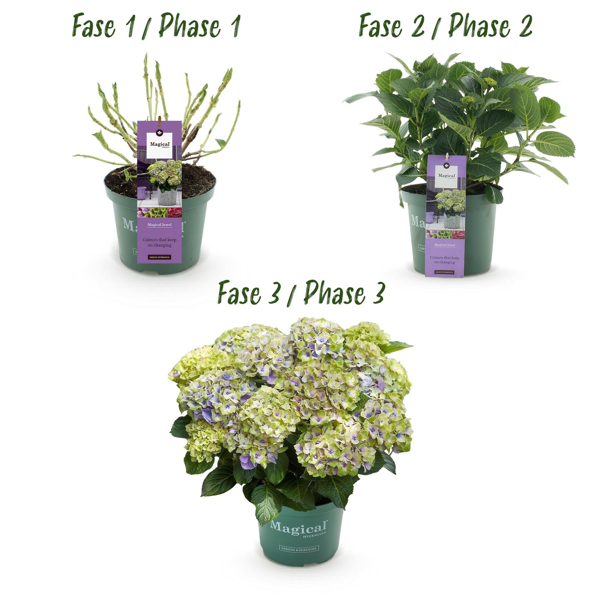 Hydrangea ‘Magical Jewel’ Blue – Hortensie, 6–10 Blüten – 23cm Topf, 55cm hoch - Green Guardia - Ihr Experte für Schädlinge und Pflanzen