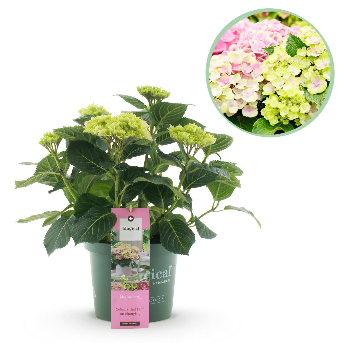 topfpflanze pinke blüte Hortenzie 'Magical Jewel Pink' – růžová hortenzie na balkon a do zahra