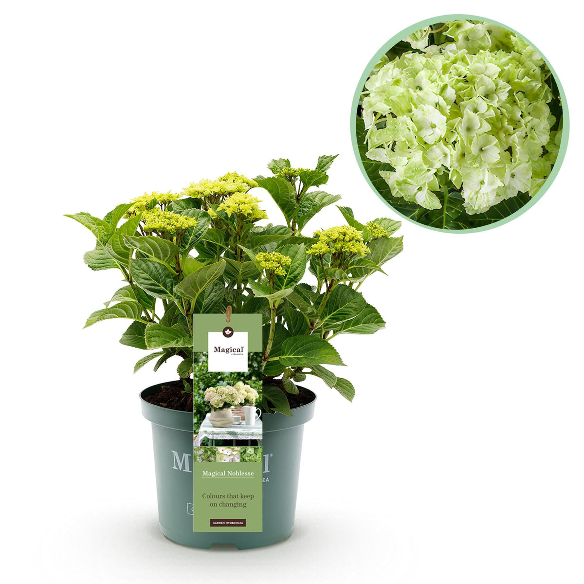 Hydrangea ‘Magical Nobless’ – weiße Hortensie, 23 cm Topf, 55 cm hoch