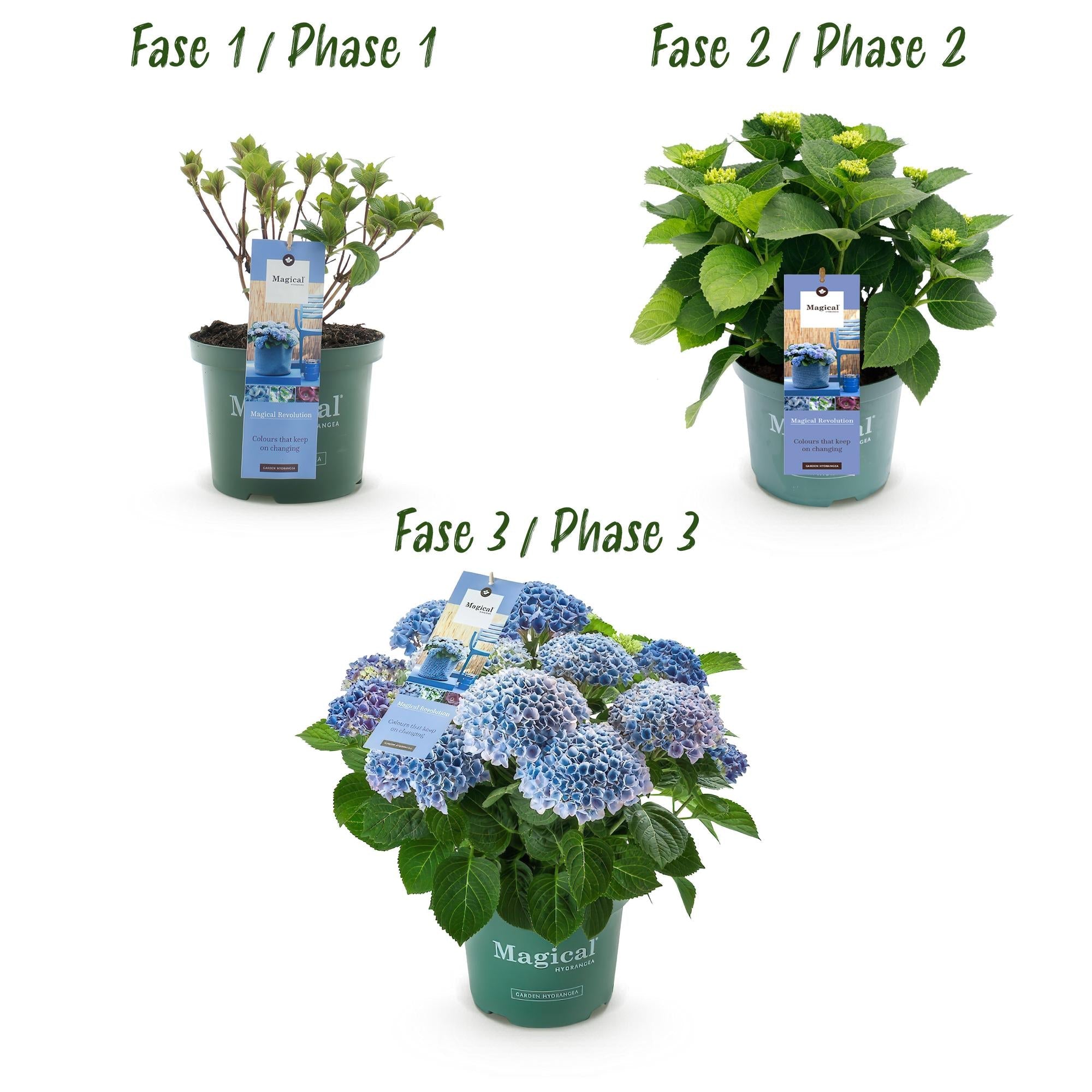 Hydrangea ‘Magical Revolution’ Blue – Hortensie, 6–10 Blüten – 23 cm Topf, 55 cm hoch - Green Guardia - Ihr Experte für Schädlinge und Pflanzen