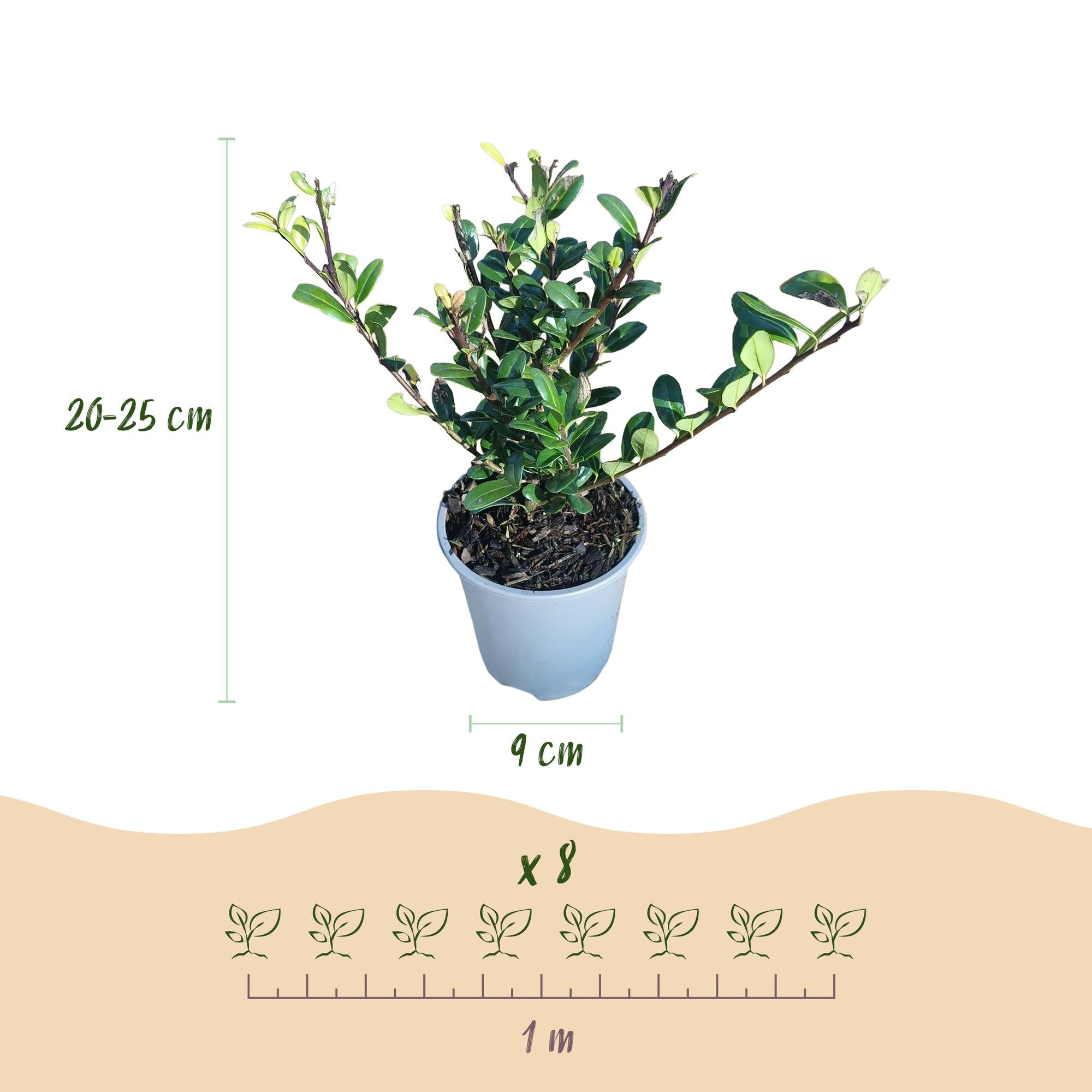 Ilex crenata ‘Caroline Upright’ – grünes Blatt – 8 Pflanzen – ca. 1 laufender Meter – immergrün – 9 cm Topf, 25–30 cm hoch - Green Guardia - Ihr Experte für Schädlinge und Pflanzen