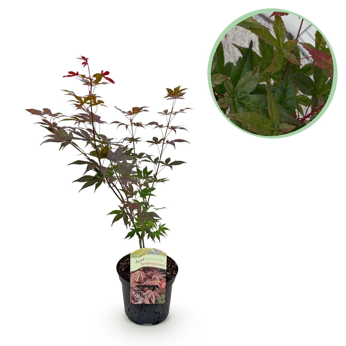 Japanischer Ahorn – Sorte 'Atropurpureum', lila, laubabwerfend, 19 cm