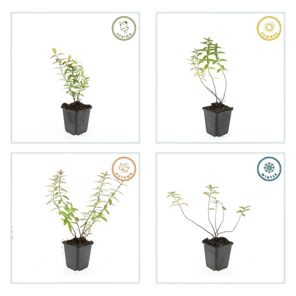 Johanniskraut ‘Hidcote’ – robust und winterhart, 9 cm Topf, 10–25 cm - Green Guardia - Ihr Experte für Schädlinge und Pflanzen