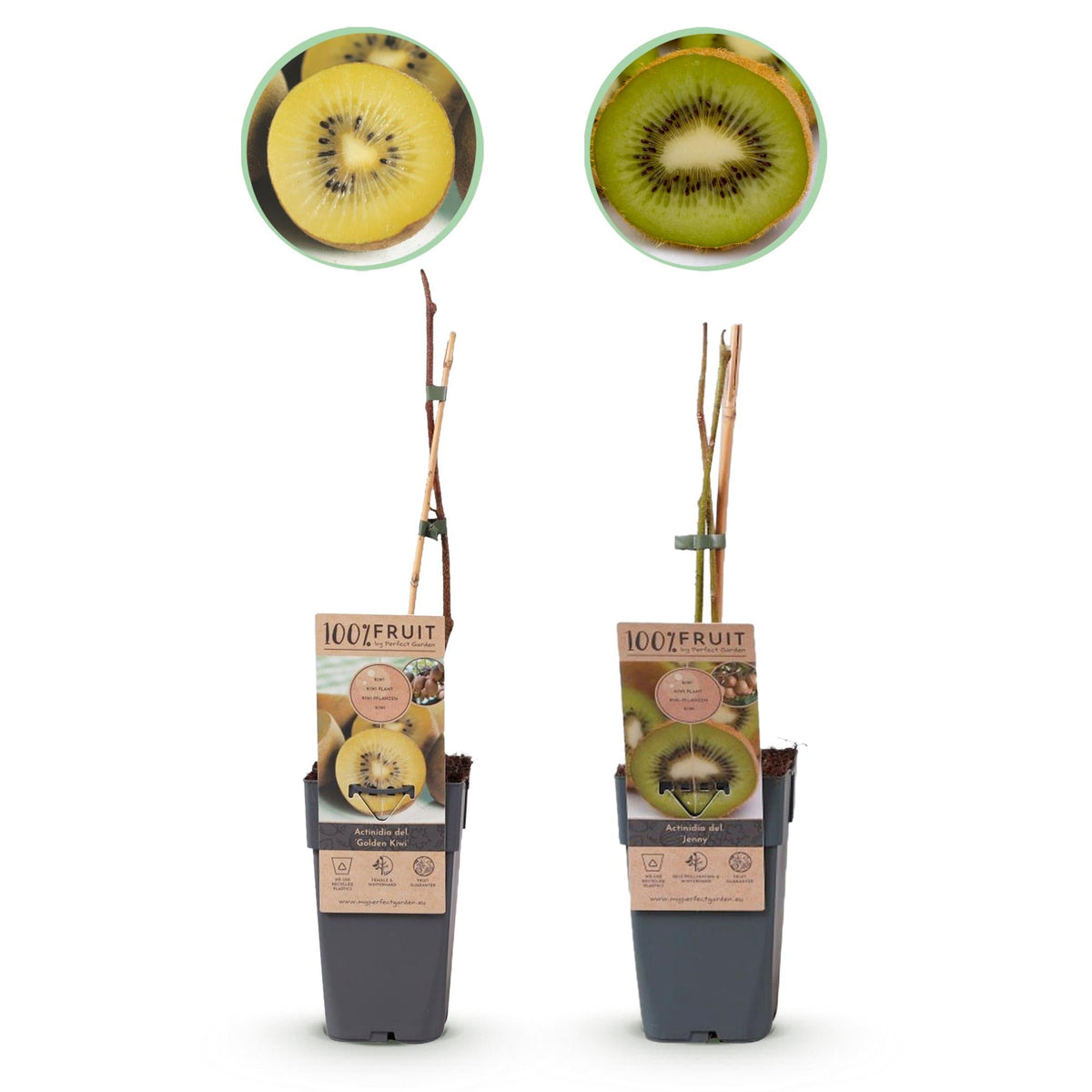 kiwi topfpflanze Kiwi-Pflanzen Set – Grüne 'Jenny' & Goldene Kiwi, 2er-Set im 15 cm Top