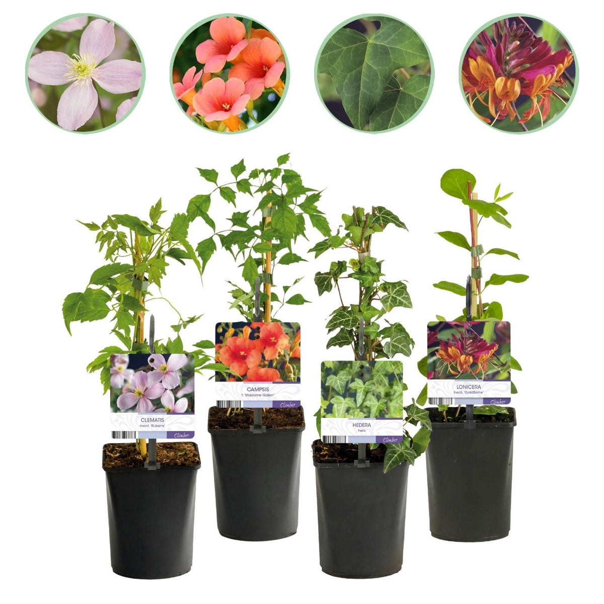 Kletterpflanzen Rainbow – 4 farbenfrohe Sorten für Garten & Terrasse,