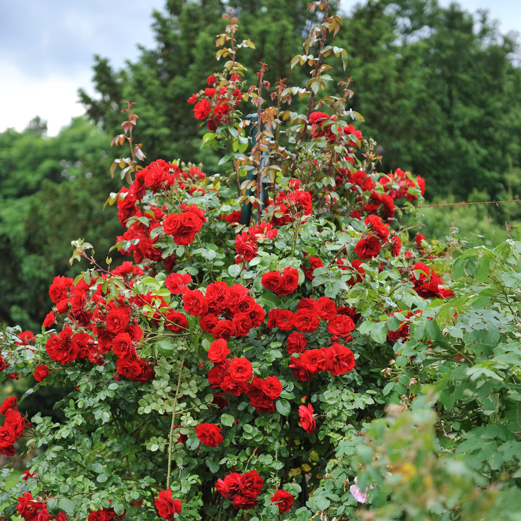 Kletterrose ‘Red Climber’ – rot blühende, robuste Sorte, 2 Pflanzen, 11 - cm - Topf, 40 cm - Green Guardia - Ihr Experte für Schädlinge und Pflanzen
