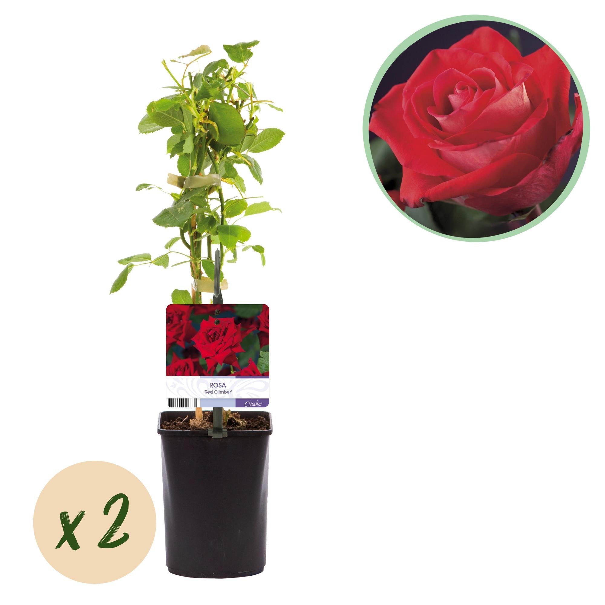 Kletterrose ‘Red Climber’ – rot blühende, robuste Sorte, 2 Pflanzen, 11 - cm - Topf, 40 cm - Green Guardia - Ihr Experte für Schädlinge und Pflanzen