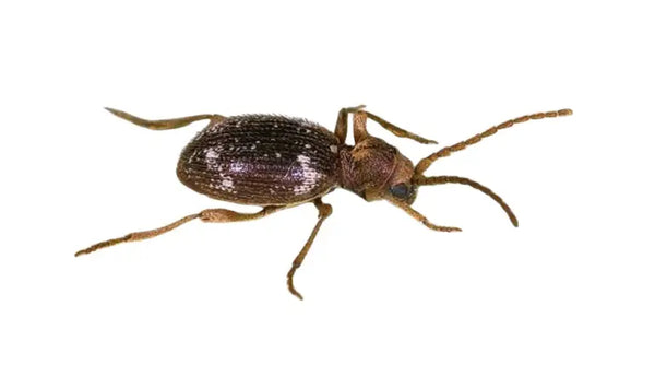  Kräuterdieb