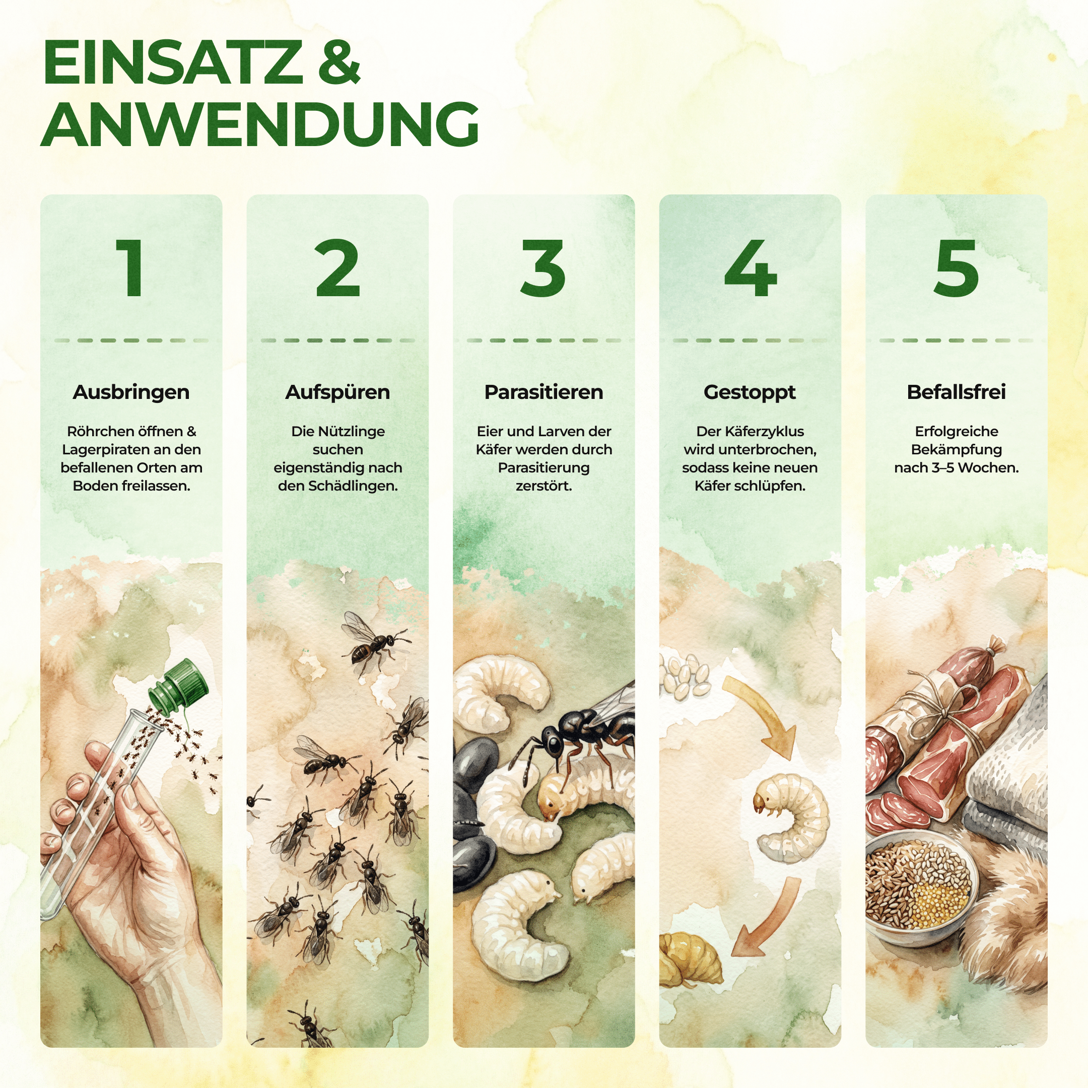 Lagerpiraten gegen Speckkäfer, Reismehl-/, Pelz-/ & Teppichkäfer - Green Guardia - Ihr Experte für Schädlinge und Pflanzen