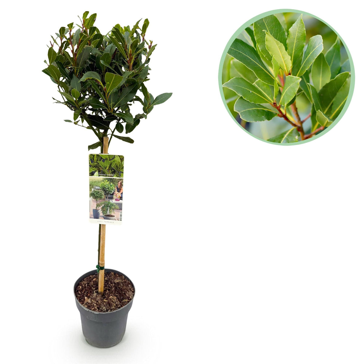 Laurus nobilis – immergrün & winterhart – grüne Blätter – 19 cm Topf,