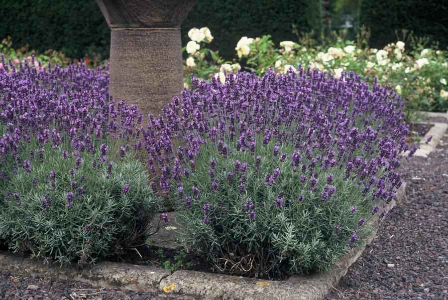 Lavendel ‚Dwarf Blue‘ (Lavandula angustifolia) – 10–25 cm, Ø9 cm - Green Guardia - Ihr Experte für Schädlinge und Pflanzen