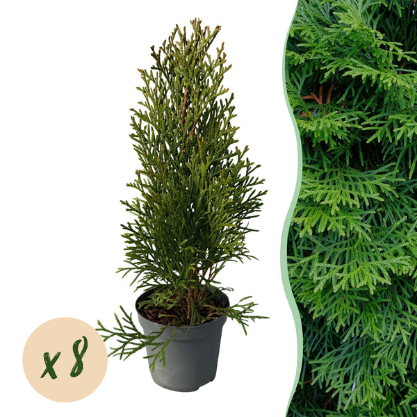 Smaragdgröna tuja (Thuja occidentalis) – 8 plantor för en 1 m häck, 30–35  cm hög, 9 cm kruka