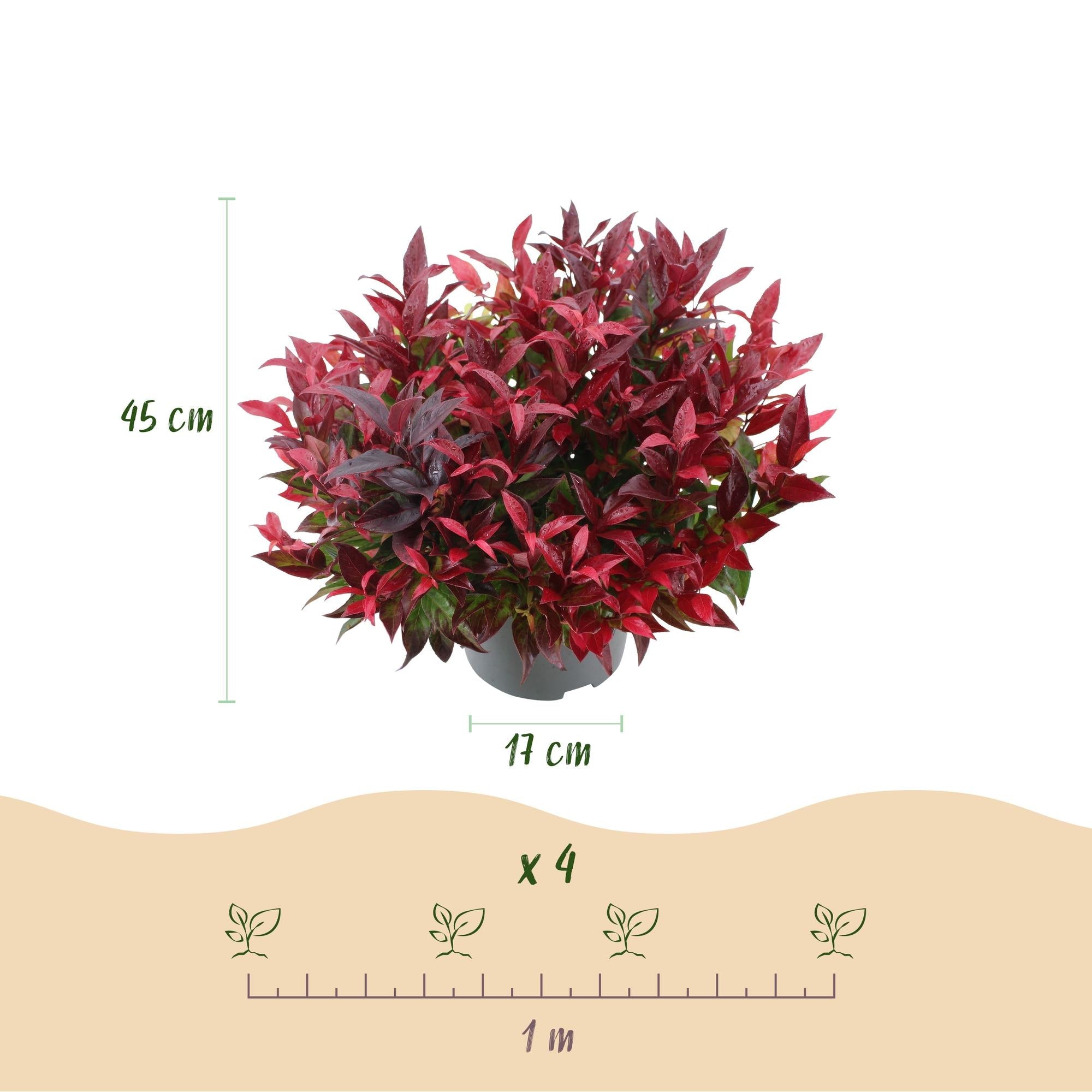 Leucothoe ‘Zeblid’ – immergrün & pflegeleicht – rot – 17 cm Topf, ca. 45 cm hoch - Green Guardia - Ihr Experte für Schädlinge und Pflanzen
