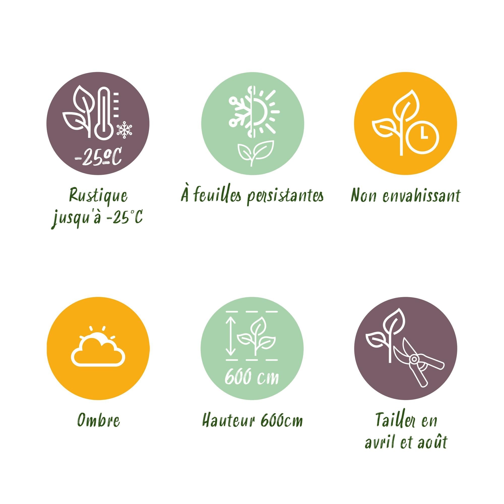 Leyland - Zypresse (Cupressocyparis leylandii) – 8 Pflanzen = 1 m Hecke, 35–40 cm, immergrün - Green Guardia - Ihr Experte für Schädlinge und Pflanzen