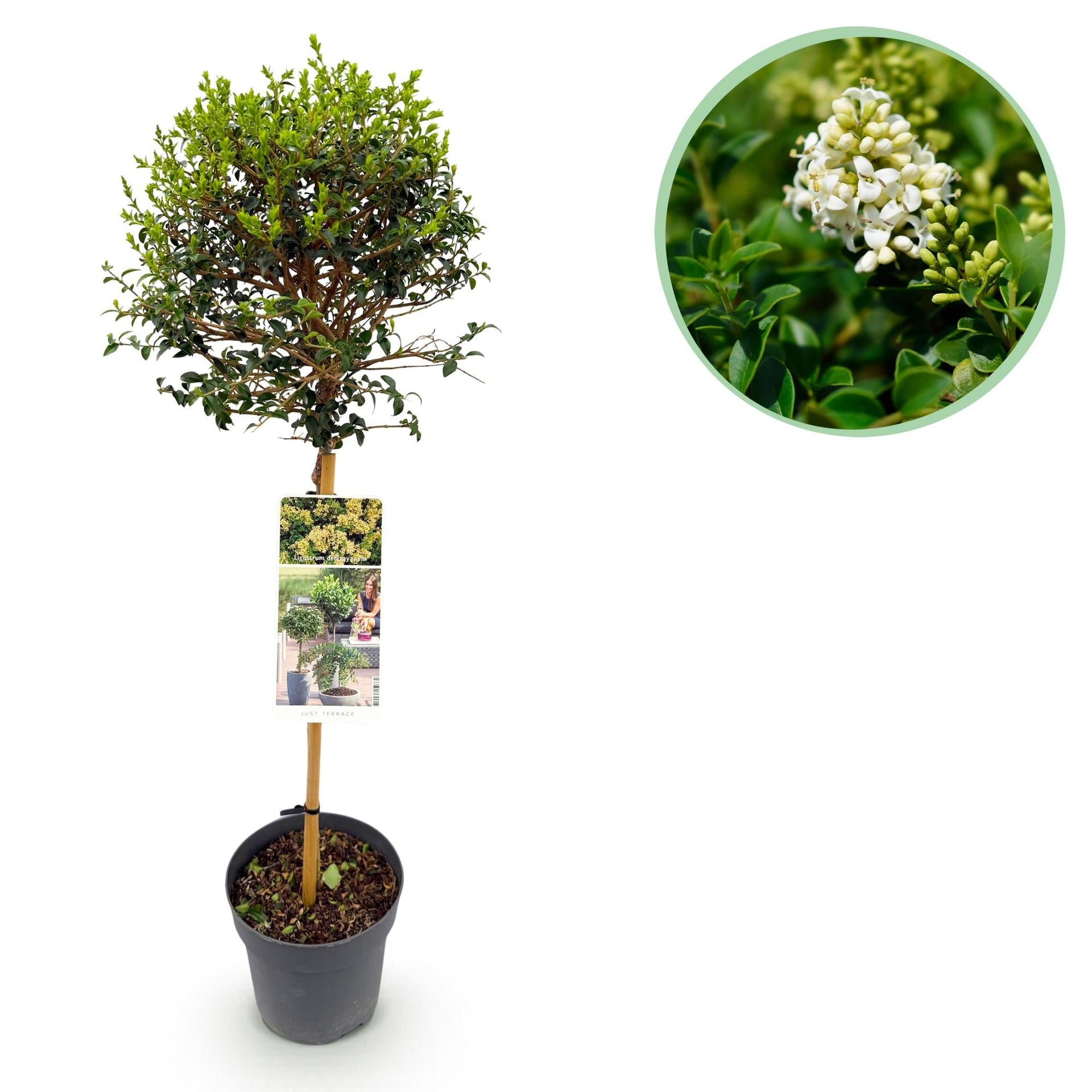 GreenboutiQ - Standardní rostlina - Ligustrum delavayanum