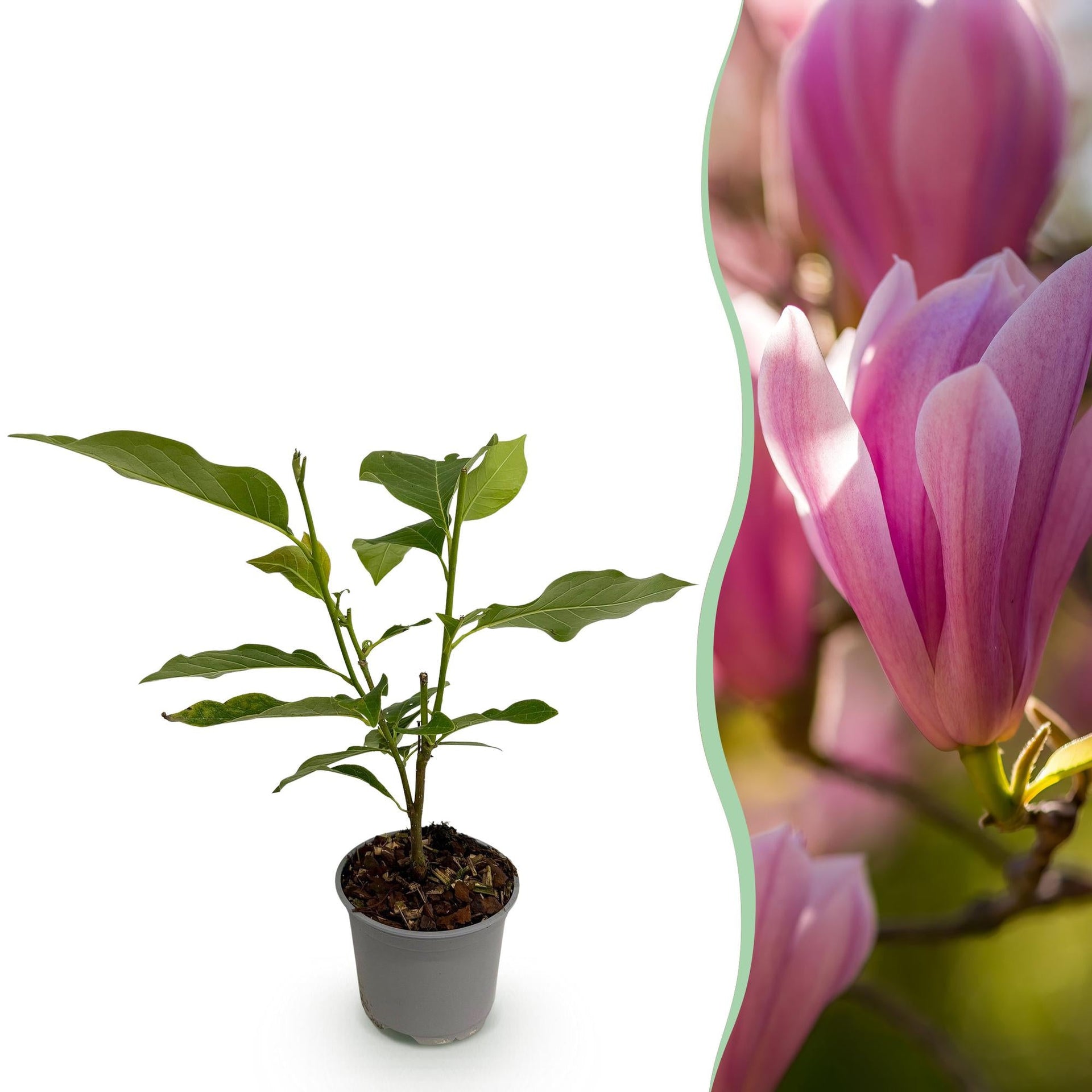 Magnolie 'Heaven Scent' – opadavá a nenáročná na péči – růžové květy –
