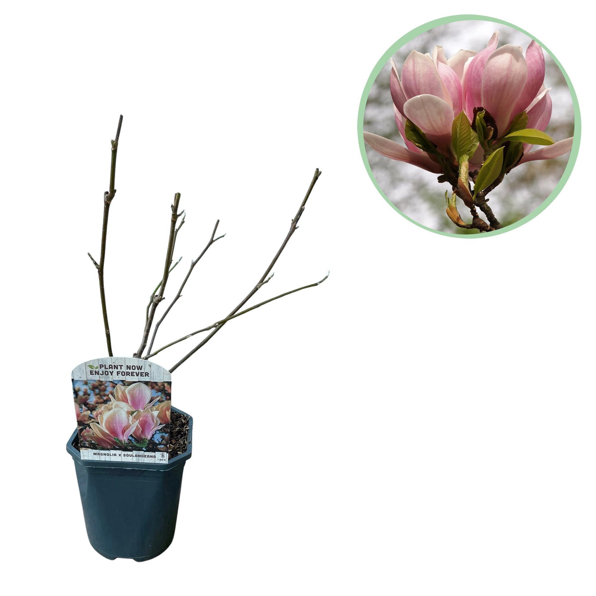 magnolie als topfpflanze Magnolia soulangiana – Strauch mit hellrosa Blüten, 17 cm Topf, 45 cm